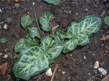 Photo of free 'Italian arum 'Pictum'. Large decorative out door Perennial (Croham CR2) #1