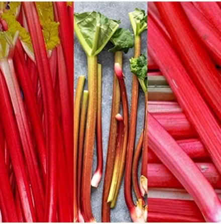 Photo of Rhubarb (Cainscross GL5) #1