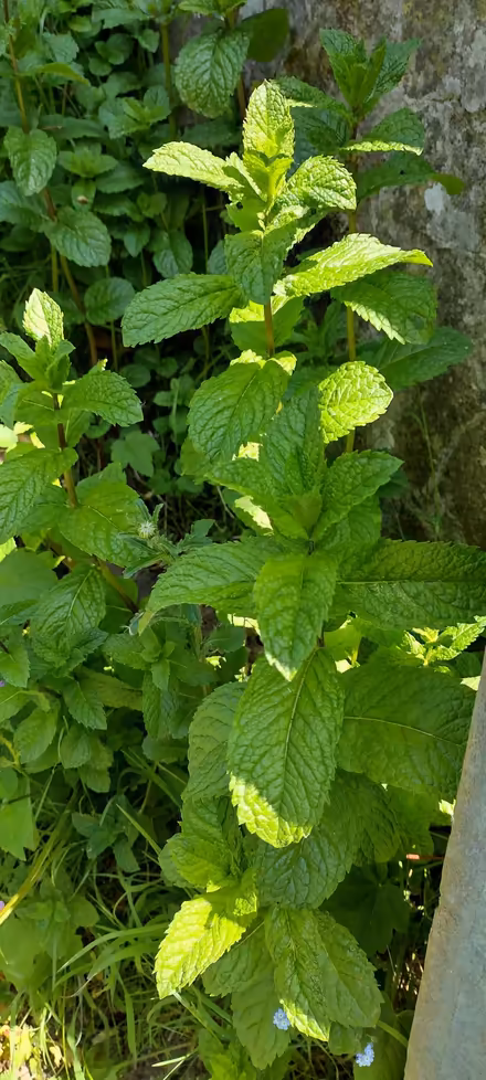 Photo of free fresh mint (St Helens TN35) #3