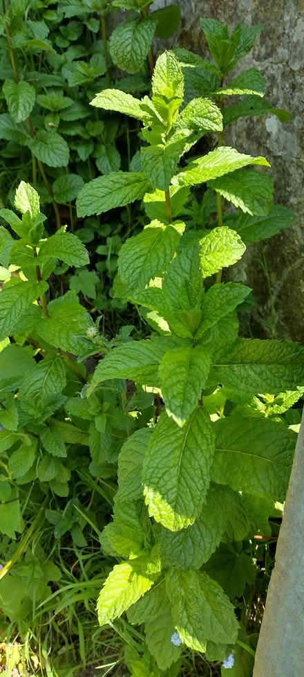 Photo of free fresh mint (St Helens TN35) #3