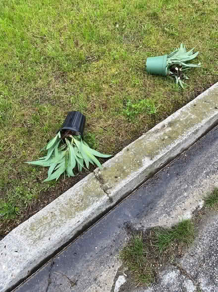 Photo of free Irises for garden (Meadowvale and sheppard) #1