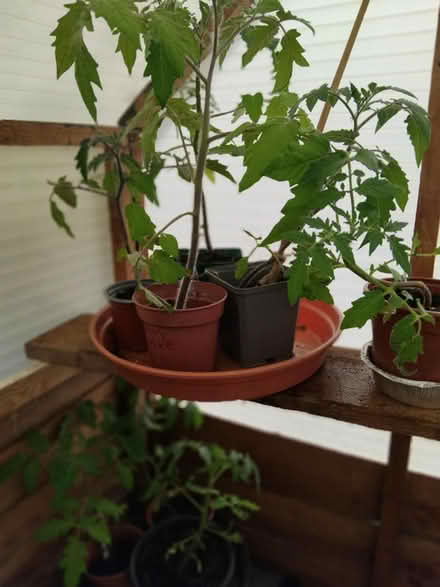 Photo of free Tomatoe plants (Middleton M24 6JW) #2