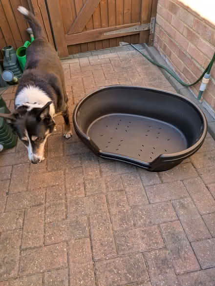 Photo of free Dog beds (Far Bletchley MK3) #3