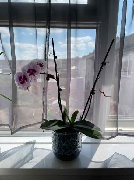 Photo of free Orchid (Thringstone LE67) #1