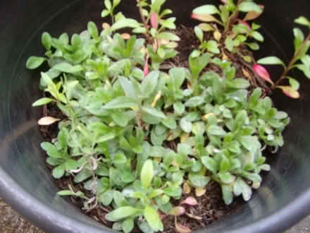 Photo of free Forget me not plants (Great Moor SK2) #1