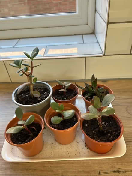 Photo of free Succulents & house plants (Kenilworth CV8) #1