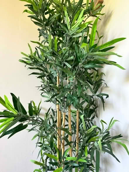 Photo of free IKEA artificial bamboo and pot (So19 9ah) #3