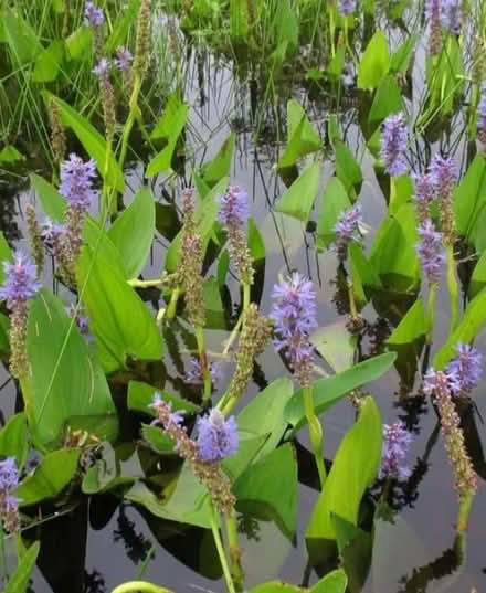 Photo of Pond plants (Talke Pits ST7) #1