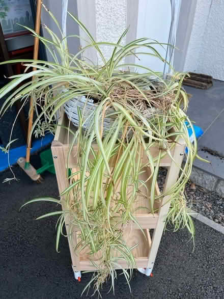 Photo of free Spider plant babies (Newtonhill AB39) #1