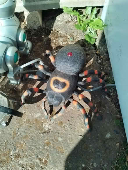 Photo of free Spider (Yalding ME18) #1