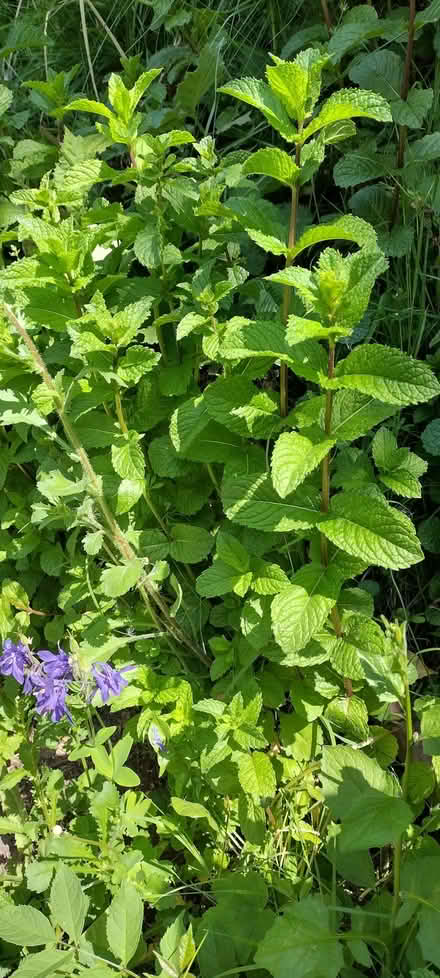 Photo of free fresh mint (St Helens TN35) #2
