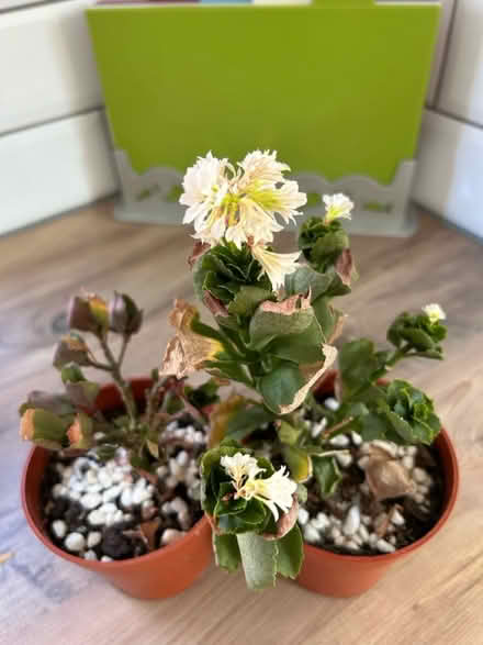 Photo of free Succulents & house plants (Kenilworth CV8) #2