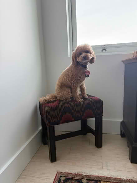 Photo of free Small Upholstered Stool for Sitting (Morningside Heights) #2