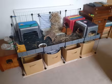 Photo of free large floor standing guinea pig cage (Woodhouse S13) #1