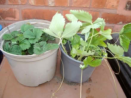 Photo of free Strawberry plants 12+ (Great Moor SK2) #1