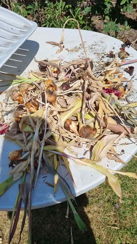 Photo of free Tulip bulbs (Furzedown SW17) #1