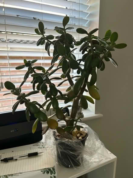 Photo of free Succulents & house plants (Kenilworth CV8) #3