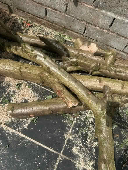 Photo of free Wood for drying fire shed logs (Garston, liverpool) #1