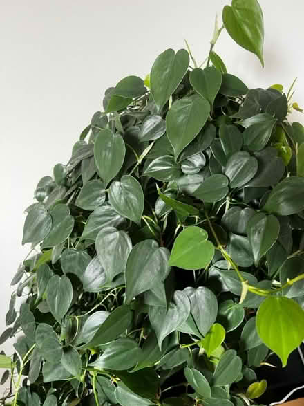 Photo of free 3 vines of Heartleaf Philodendron (Arlington, VA) #3