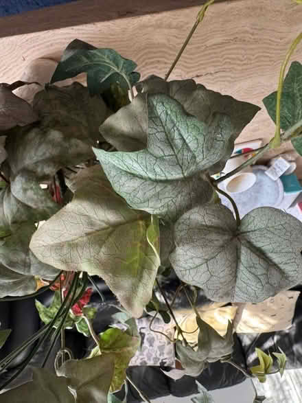 Photo of free Fake plant (Finsbury Park N4) #4