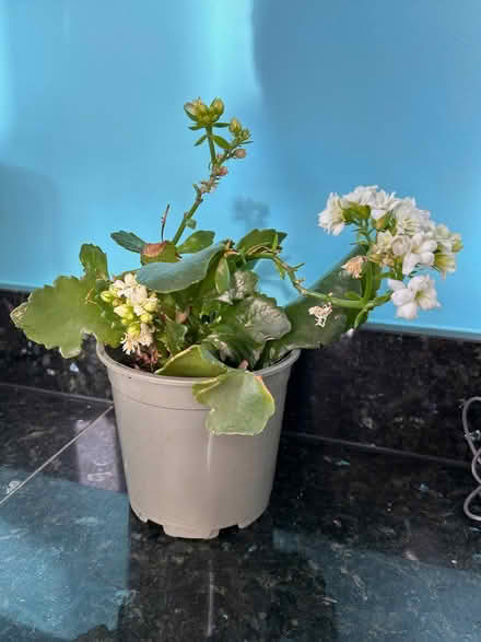 Photo of free White Kalanchoe plant (South Woodchester GL5) #1