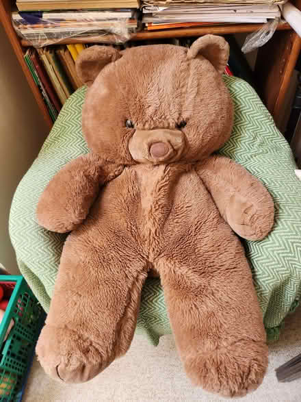 Photo of free Large bear (Radbrook Green SY3) #1