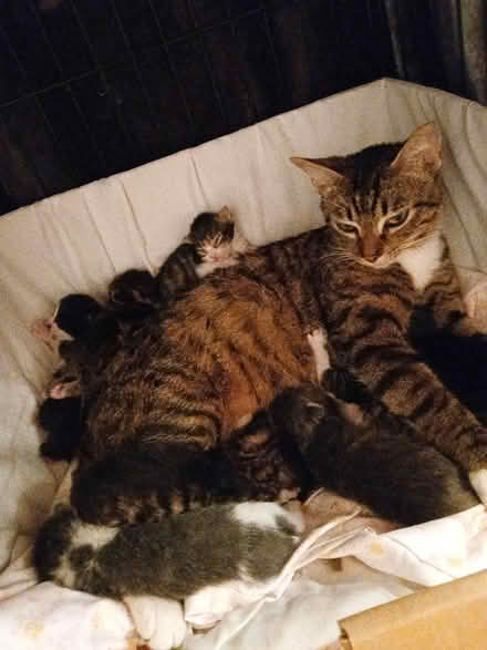 Photo of Cat items for foster kittens&momma (Woodland Hills) #2