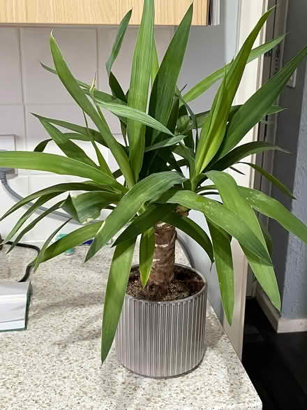 Photo of free Small yucca plant (Thringstone LE67) #1