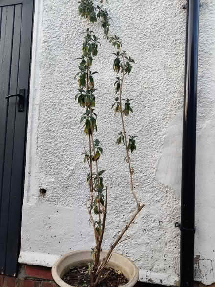 Photo of free Buddleia plant (Headington OX3) #1