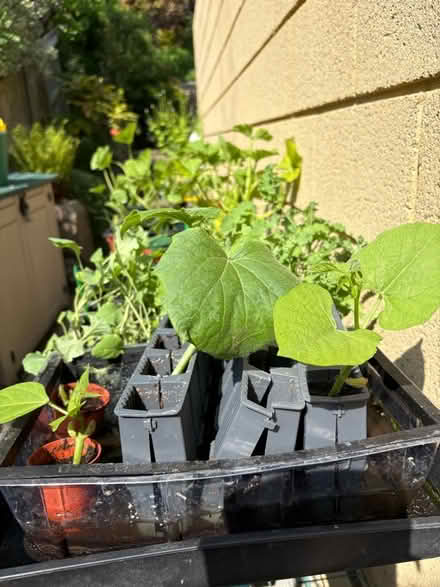 Photo of free Vegetable seedlings (Lyncombe) #1