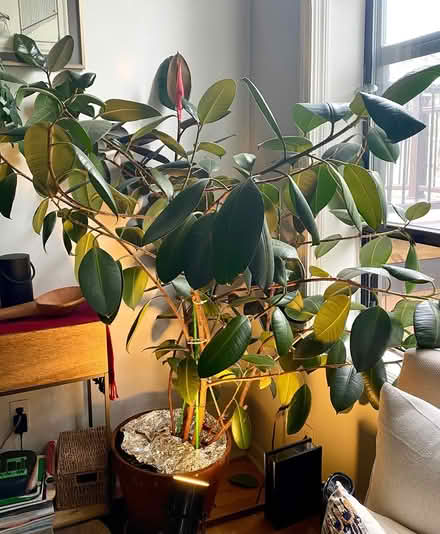 Photo of free Gorgeous plants (Brooklyn, Clinton Hill) #1