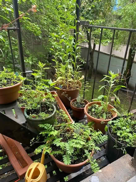 Photo of free Gorgeous plants (Brooklyn, Clinton Hill) #4