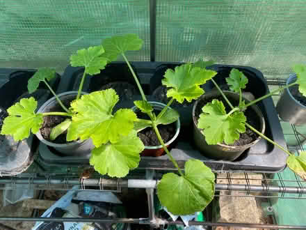 Photo of free 3 courgette plants (Adel LS16) #1