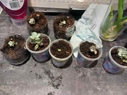 Photo of free Succulent (HU8 james reckitt) #1