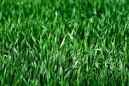 Photo of Grass seed any type (Reading RG2) #1