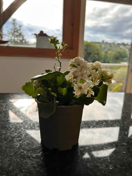 Photo of free White Kalanchoe plant (South Woodchester GL5) #2