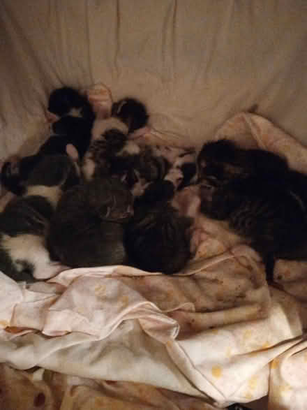 Photo of Cat items for foster kittens&momma (Woodland Hills) #3