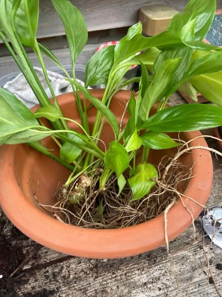Photo of free Peace Lilly (Sheddingdean RH15) #1