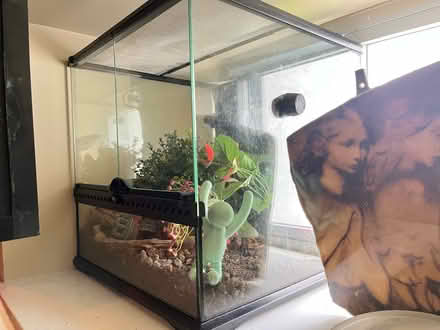 Photo of free 12 by 12 by 18 terrarium with decor (Near School at Mount Auburn.) #1
