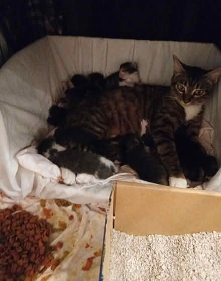 Photo of Cat items for foster kittens&momma (Woodland Hills) #1