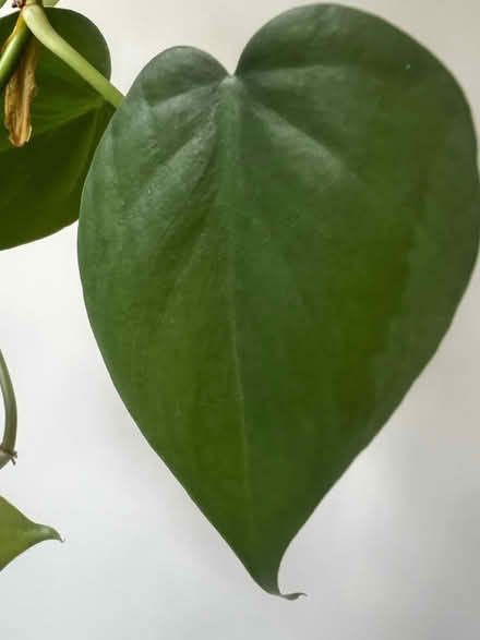 Photo of free 3 vines of Heartleaf Philodendron (Arlington, VA) #1