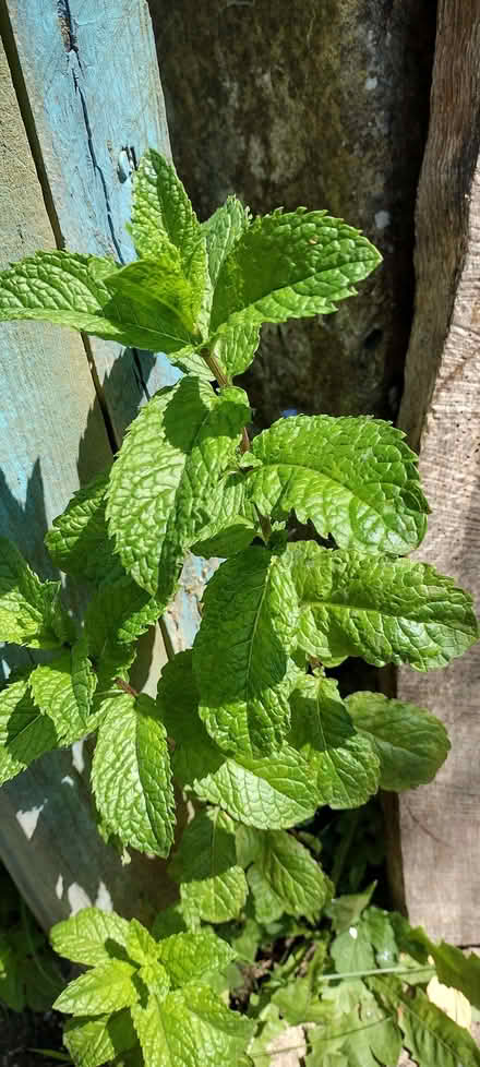 Photo of free fresh mint (St Helens TN35) #1