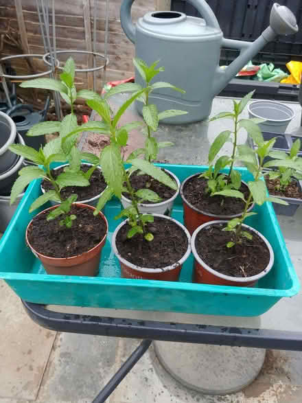 Photo of free Mint Cuttings x 8 (Waterlooville PO8) #1