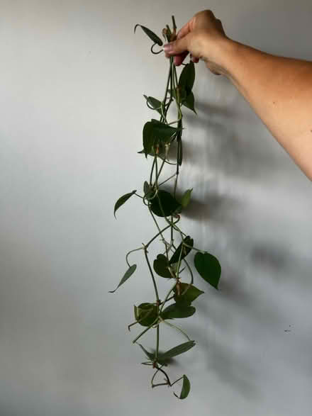 Photo of free 3 vines of Heartleaf Philodendron (Arlington, VA) #2