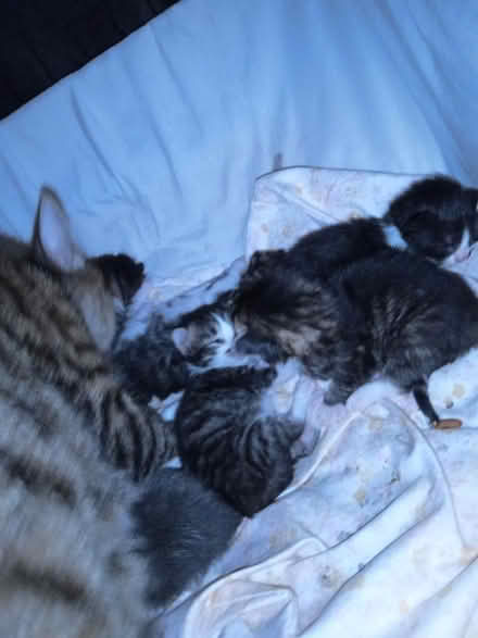 Photo of Cat items for foster kittens&momma (Woodland Hills) #4