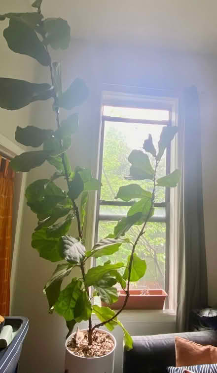 Photo of free Gorgeous plants (Brooklyn, Clinton Hill) #2