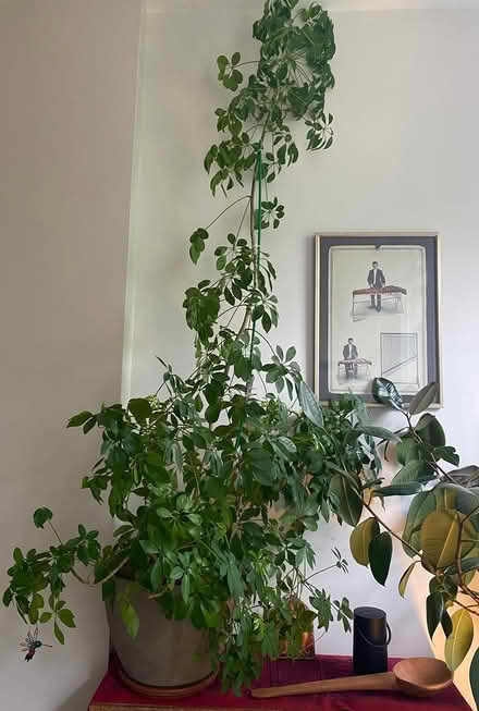 Photo of free Gorgeous plants (Brooklyn, Clinton Hill) #3