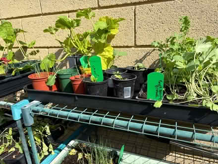 Photo of free Vegetable seedlings (Lyncombe) #2