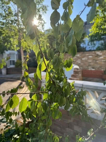 Photo of free Shrub (Finsbury Park N4) #3