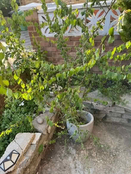 Photo of free Shrub (Finsbury Park N4) #1